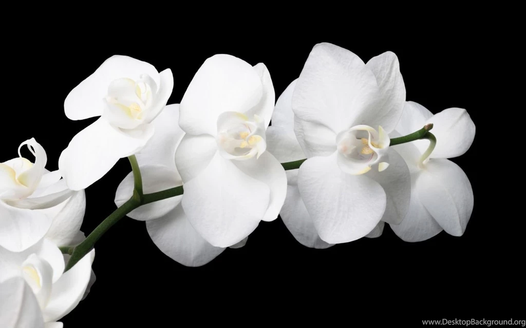 Orchid Flowers Wallpapers (33698290) Fanpop
