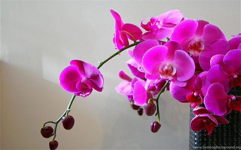 Orchid Wallpapers >> Backgrounds With Quality HD Page 2