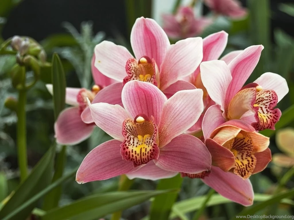 Orchid Wallpapers