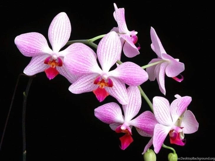 Precious White Orchid Wallpapers HD Wallpapers