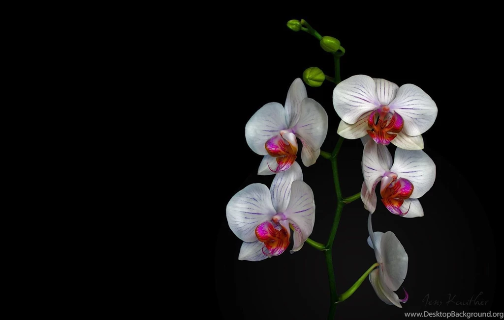White Orchid Wallpapers
