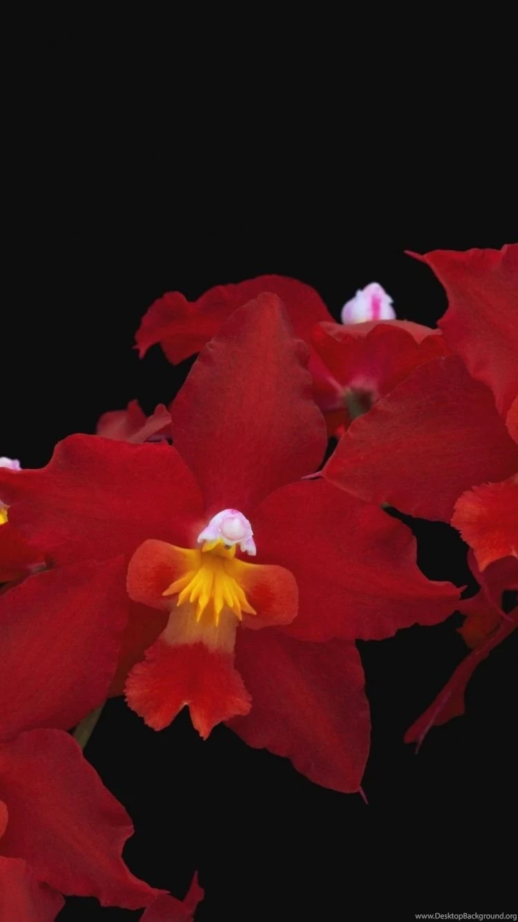 Page 7: iPhone 6 Orchid Wallpapers HD, Desktop Backgrounds 750x1334
