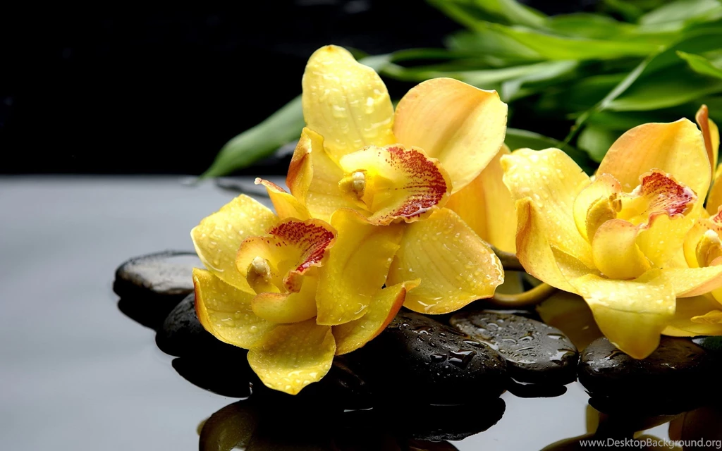 Yellow orchid wallpaper.jpg