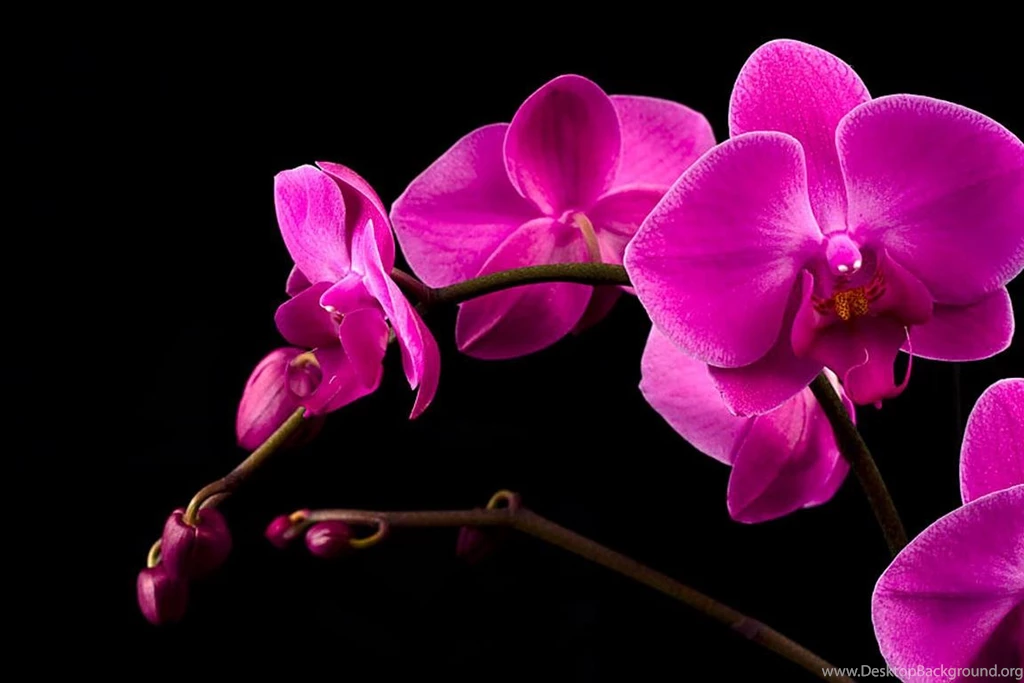 Pink Orchid (