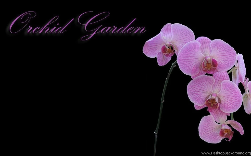 Orchid Wallpapers 2 By ZookTDribit On DeviantArt