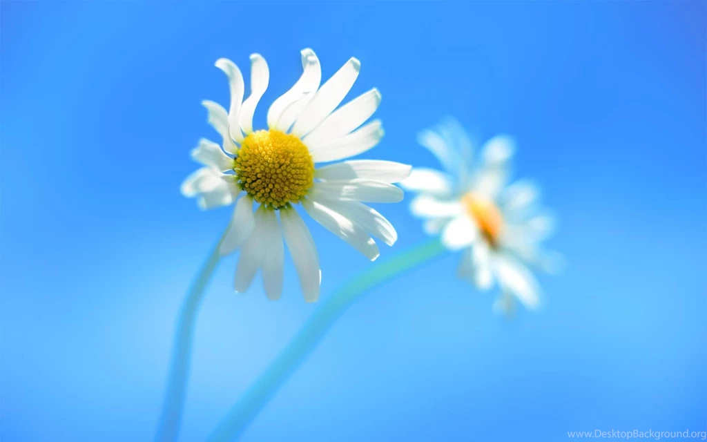 60 Desktop Backgrounds Wallpapers For Free Download In HD