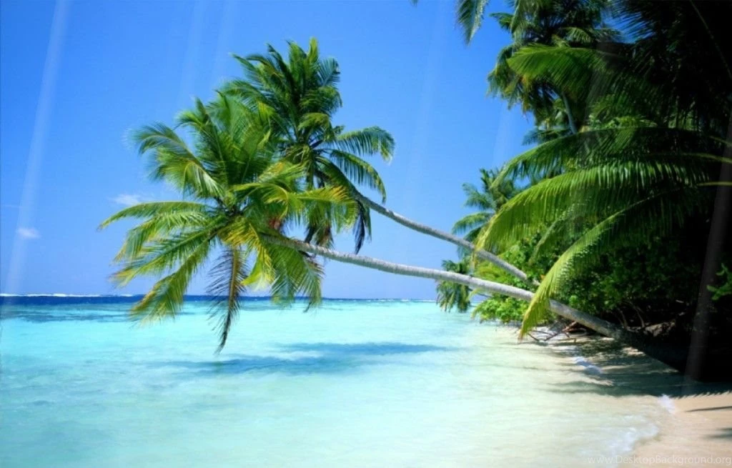 10 Best Animated Beach Desktop Wallpapers For Summer