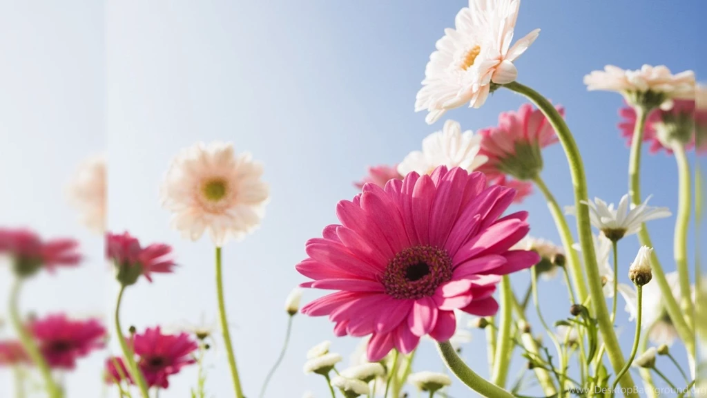 Cute_wallpapers of flowers for desktop background.jpg
