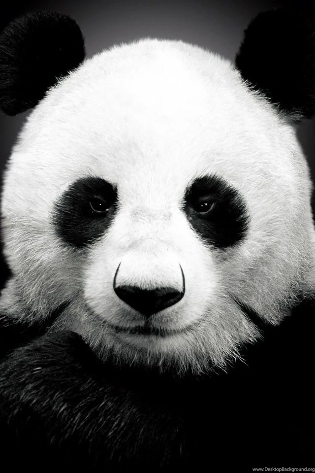 Panda Bear iPhone 4s Wallpapers Download