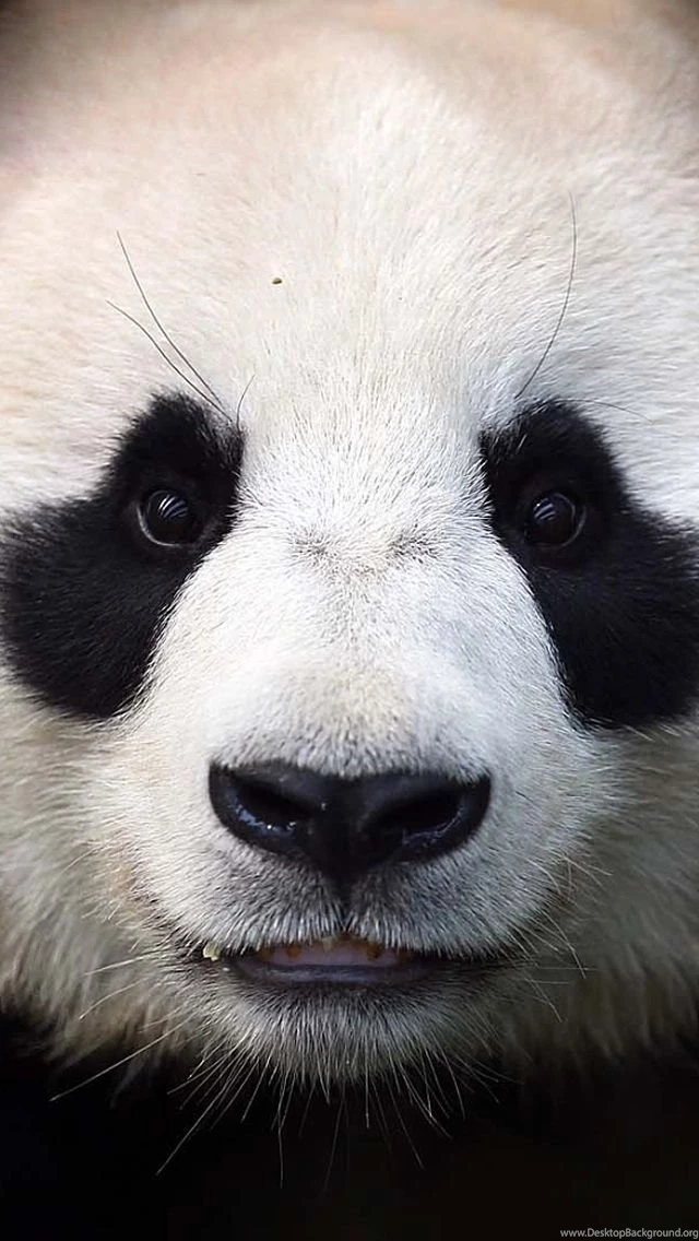 Panda Bear Face iPhone 5 Wallpapers (640x1136)