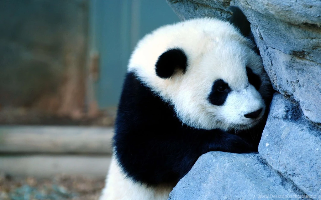 Cute Panda Backgrounds