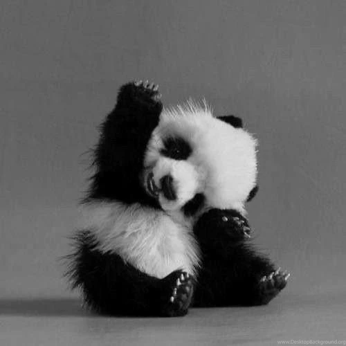 Panda On Pinterest
