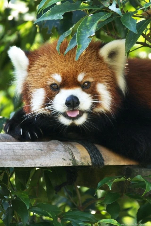 Download Wallpapers 640x960 Red Panda, Lie Down, Tree, Branch ...