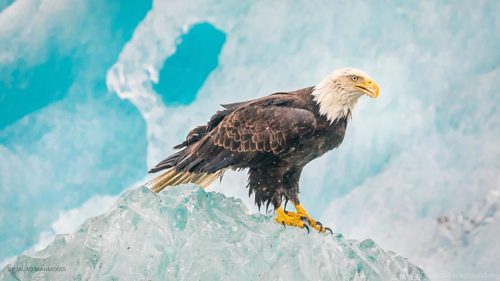 Bald Eagle on Ice Ultra HD Wallpaper.jpg