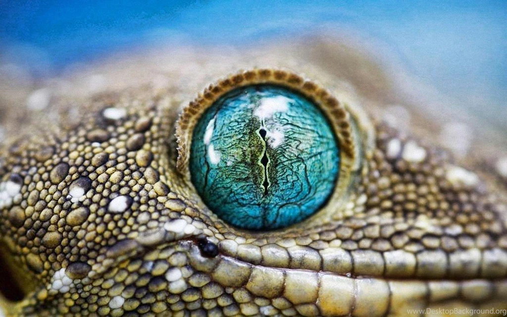 Blue Eyes Gecko Animals