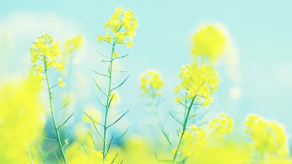 HD Quality Bright Flower Wallpapers HD SiWallpapers 20068