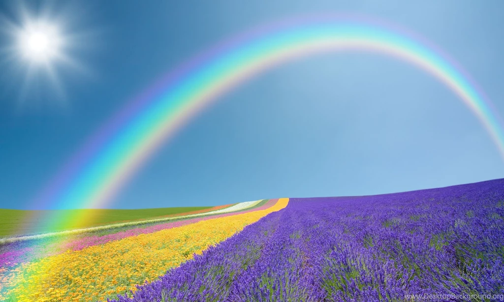 Rainbow flowers field.jpg