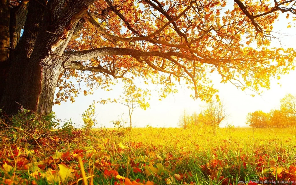 Autumn Tree Desktop Wallpaper, Autumn Tree Backgrounds, New Wallpapers