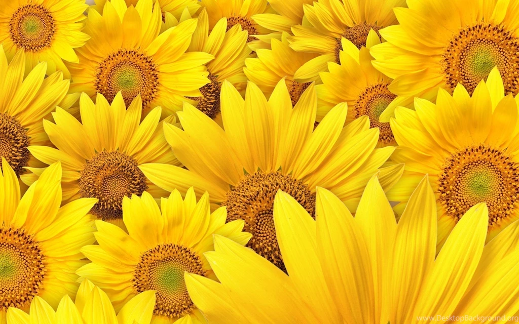 Sunflower Desktop Wallpaper, Sunflower Images, New Wallpapers