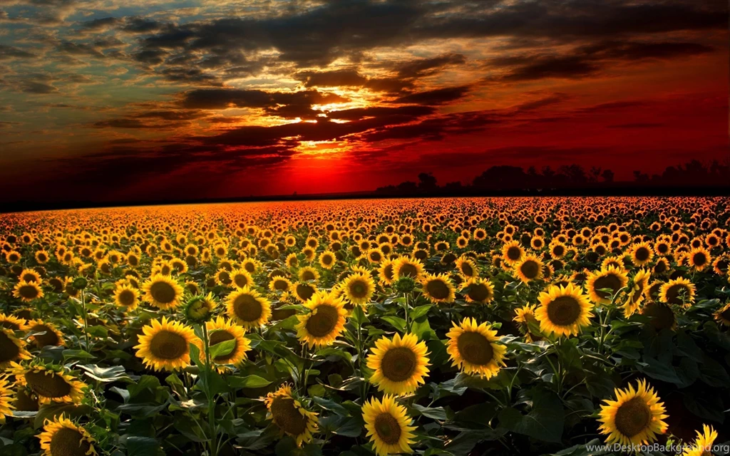 Sunflower Wallpapers