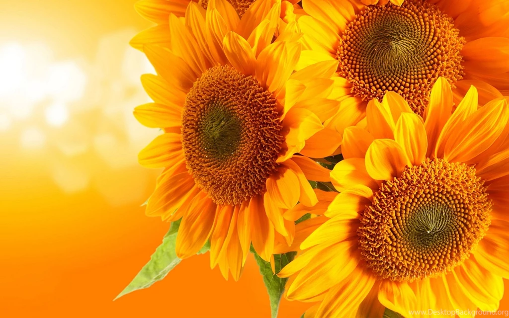 252 Sunflower HD Wallpapers