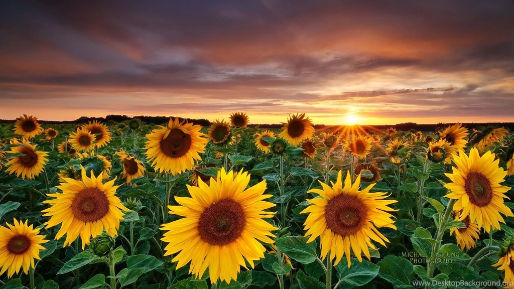 252 Sunflower HD Wallpapers