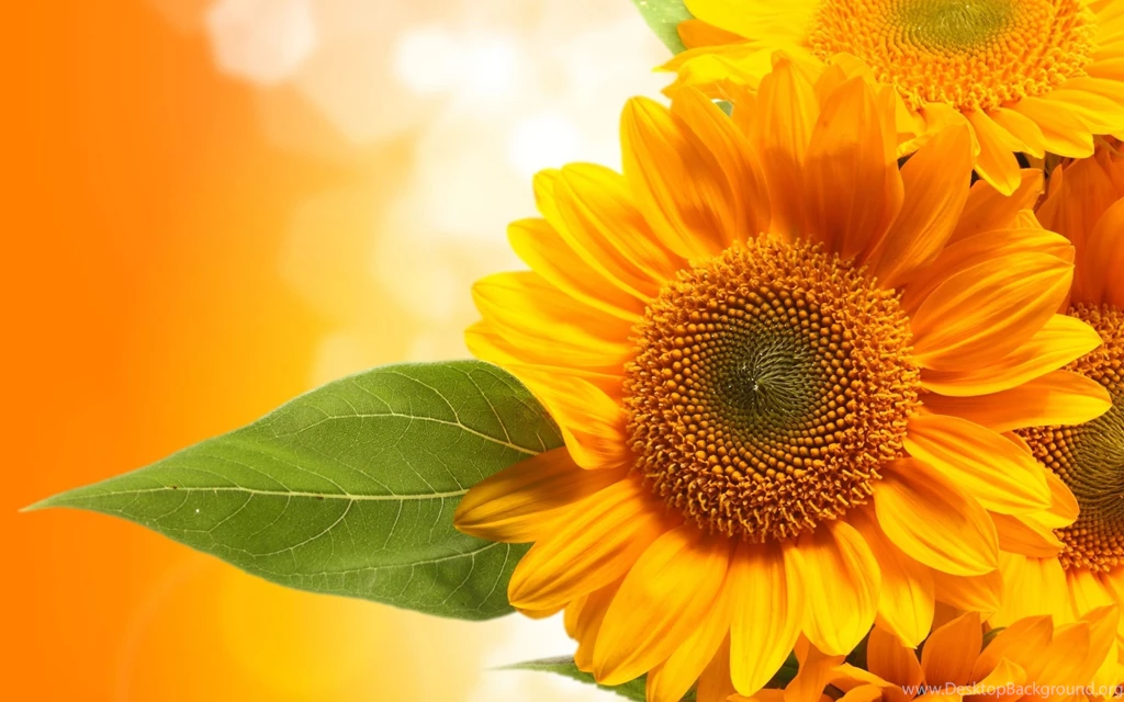21555) Sunflower Wallpapers Design Attachment   WalOps.com