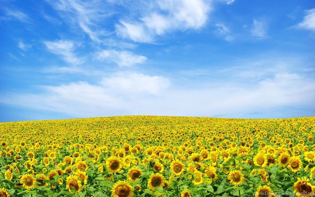 Wallpapers Tagged With SUNFLOWER