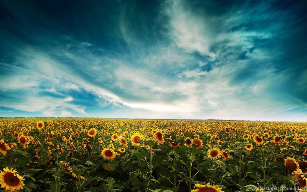 Sunflowers Desktop Wallpapers