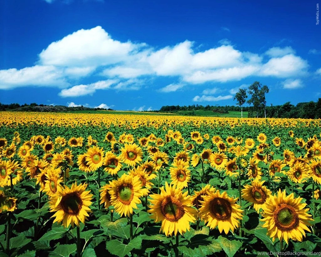 Sunflower Wallpaper_nature Wallpaper_download Free Wallpapers