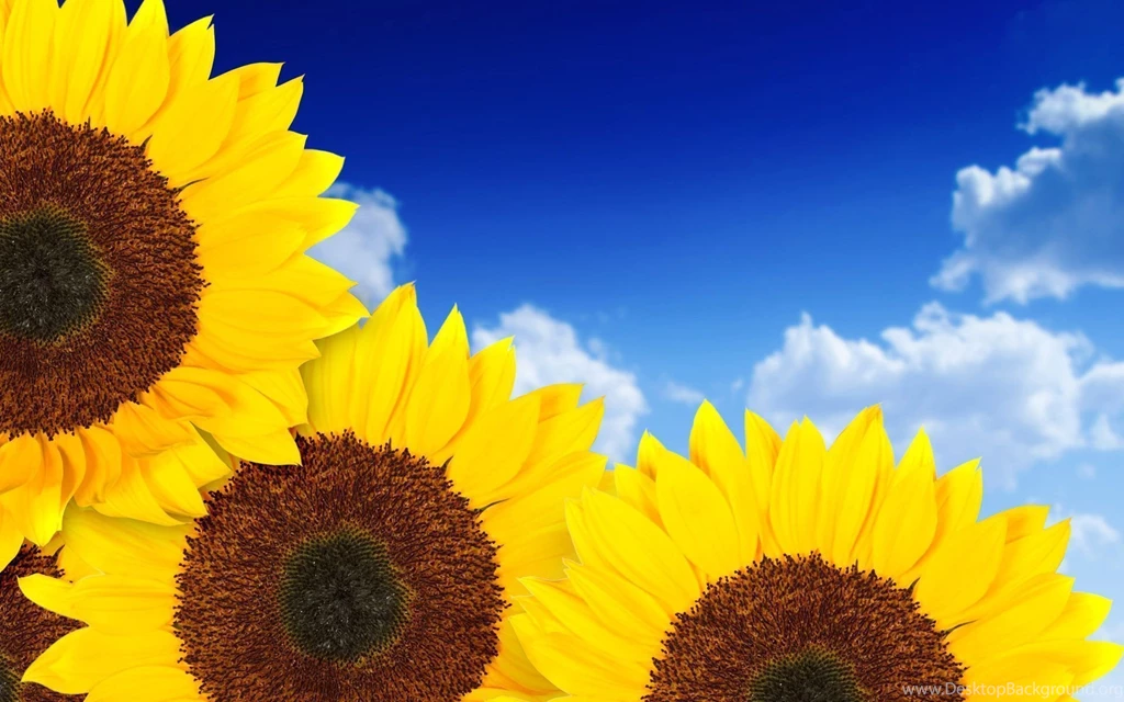 Sunflower Wallpaper Backgrounds 781 Awesome