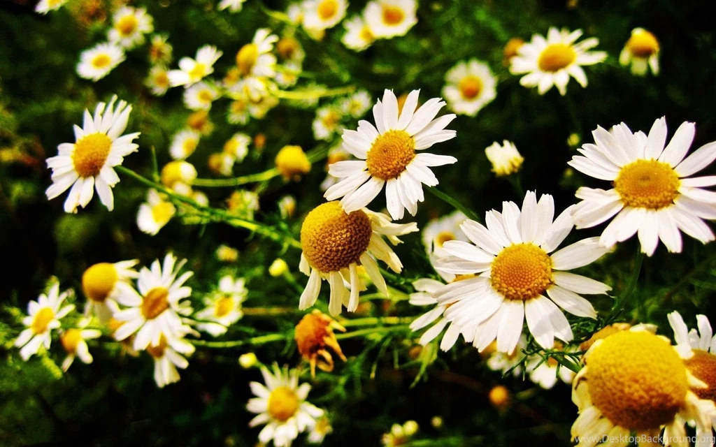 White Beautiful Sunflower Wallpapers