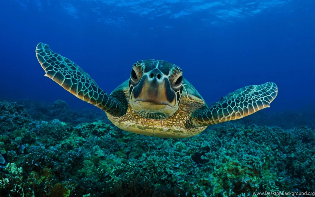 Sea Turtle (id: 158715) – BUZZERG