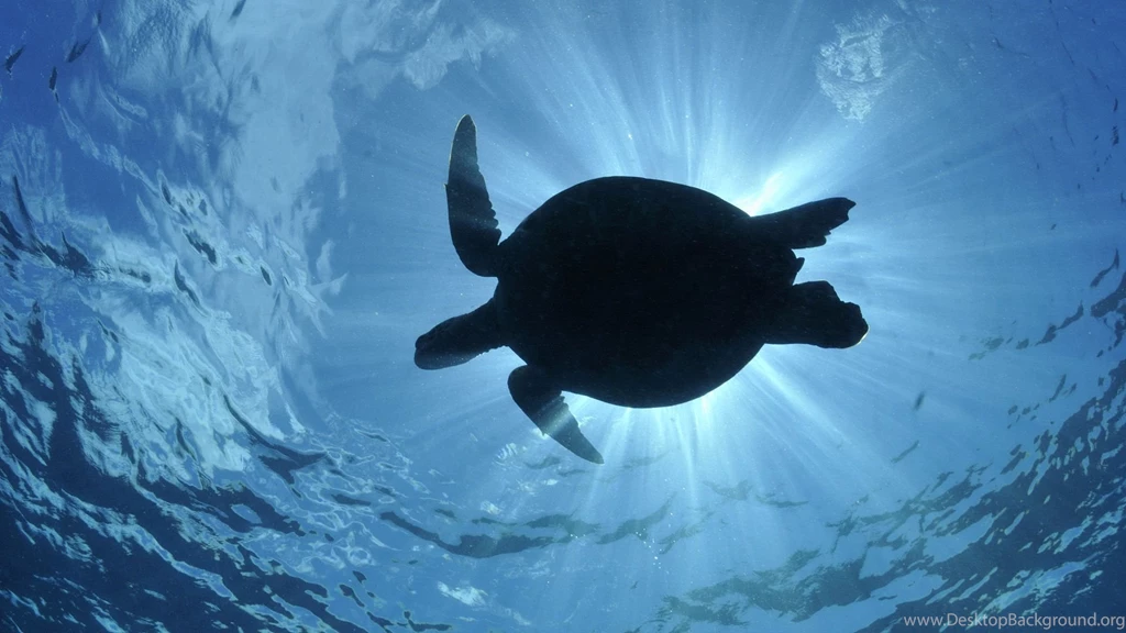 Turtle Wallpapers HD