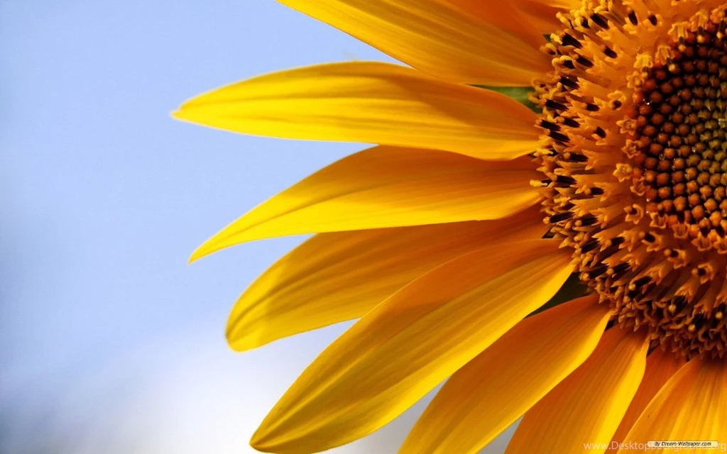 Free Wallpapers Free Flower Wallpapers Sunflower Flowers 5 ...
