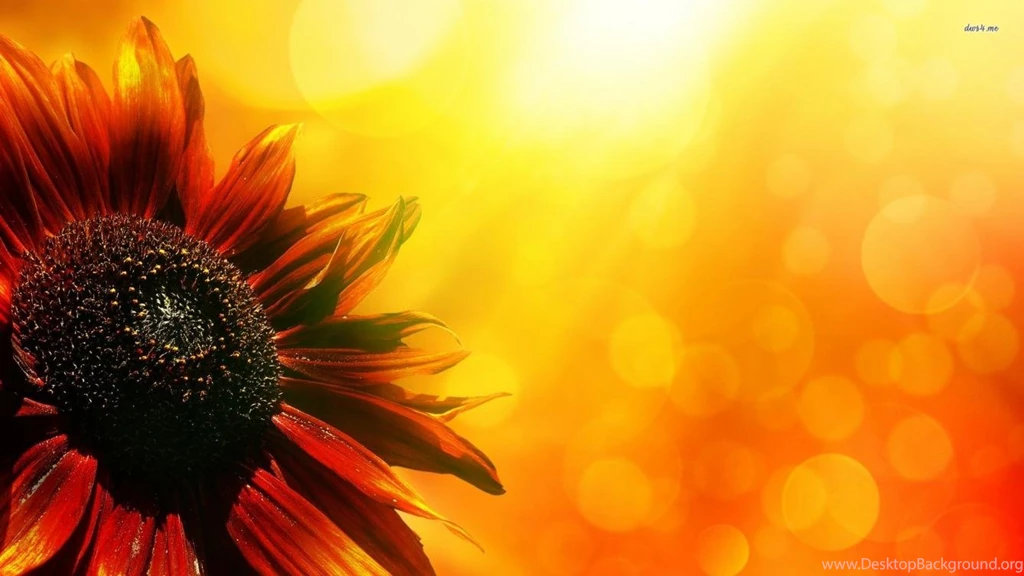 Sunflower Wallpaper_nature Wallpaper_download Free Wallpapers
