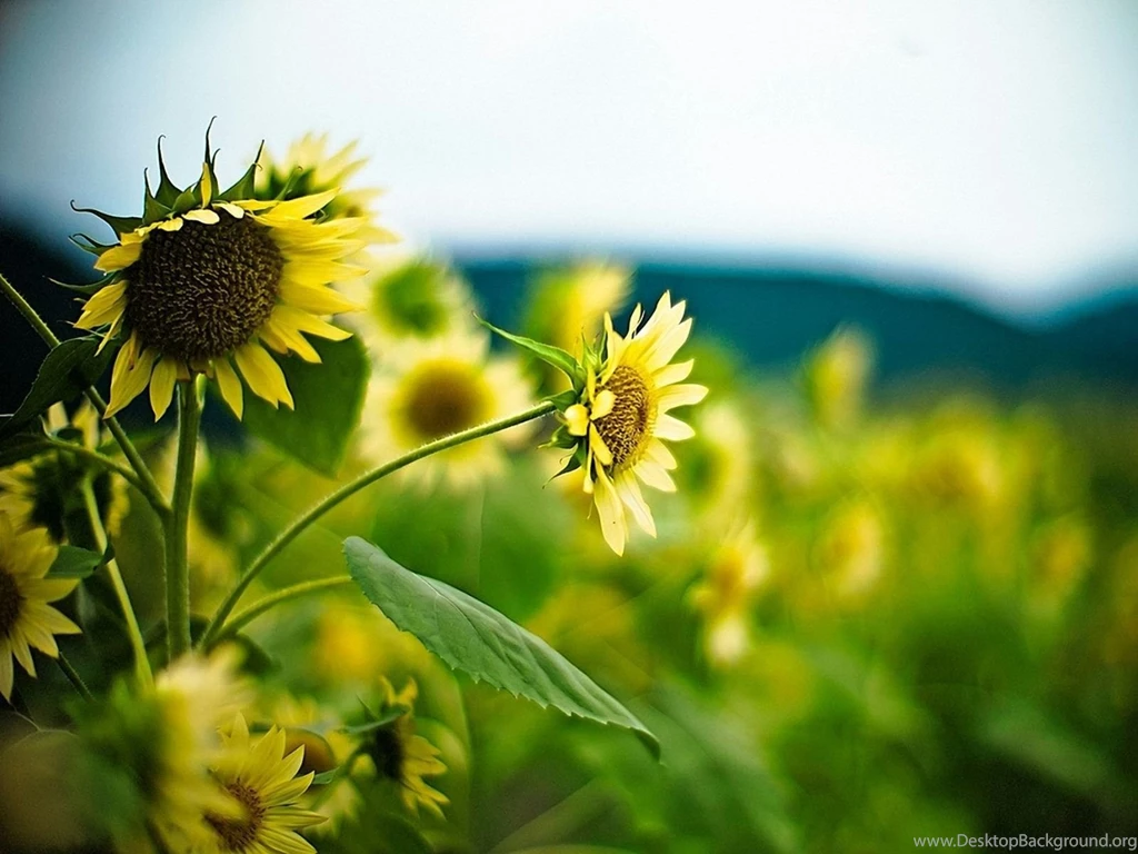 Free Wallpapers 25+ Beautiful Subflower Pictures For Backgrounds