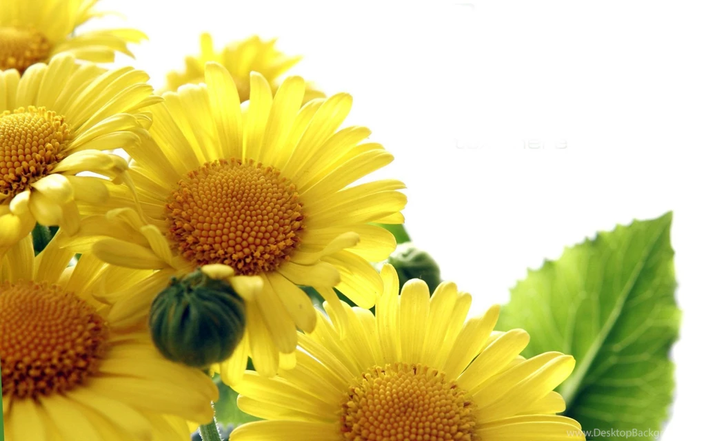 Sunflower Wallpapers Picture
