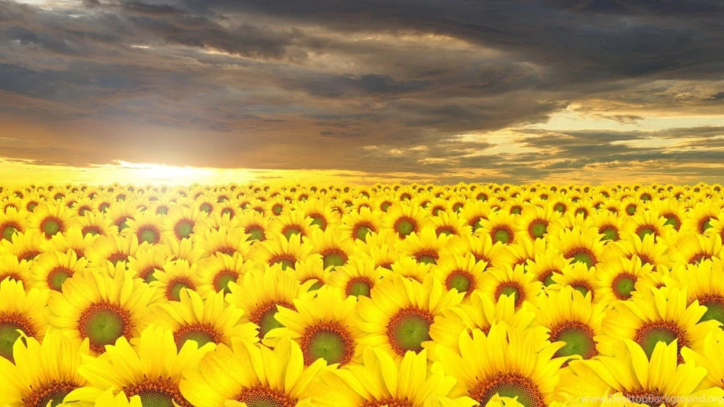 Sunflower Wallpapers High Quality Resolution