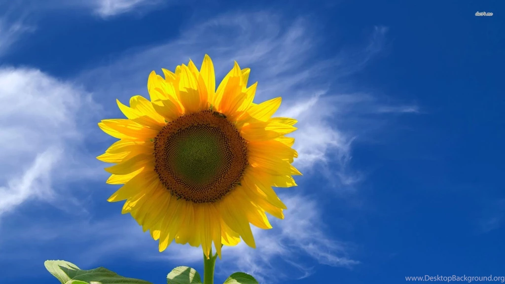 Sunflower Wallpapers Flower Wallpapers