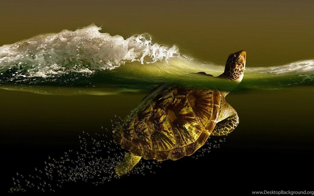 HD Turtle Wallpapers