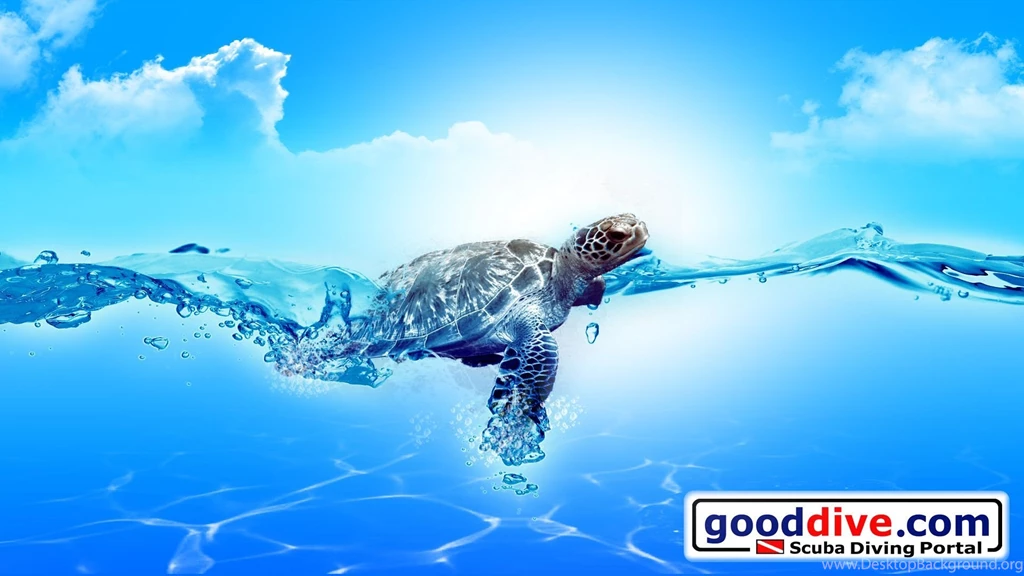 Wallpapers Turtle 1920 1080