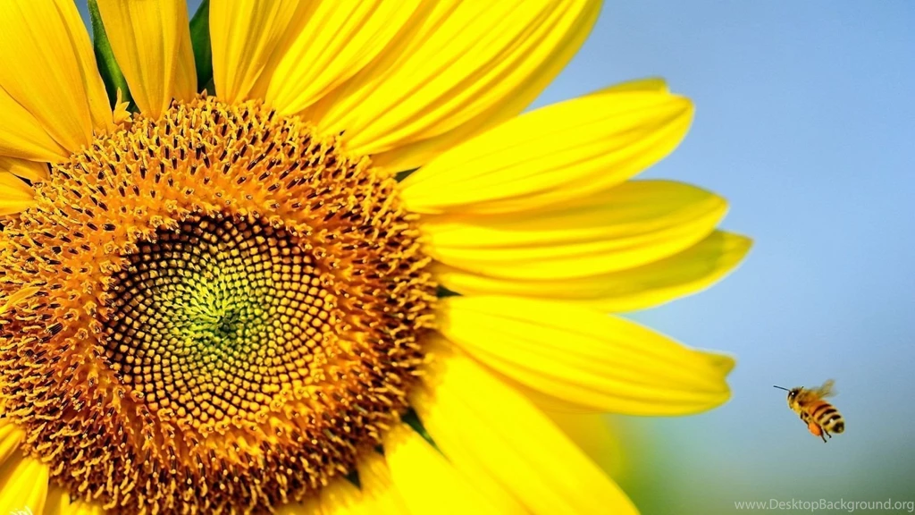Sunflower Wallpaper Backgrounds 781 Awesome