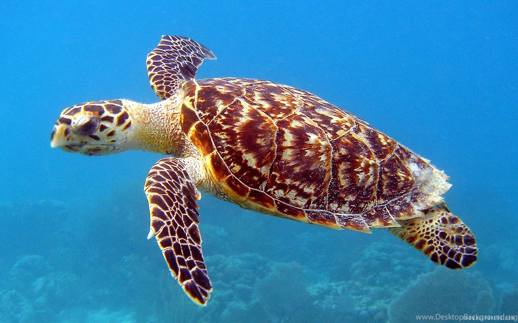 Hawksbill Sea Turtle HD Wallpapers IHD Wallpapers