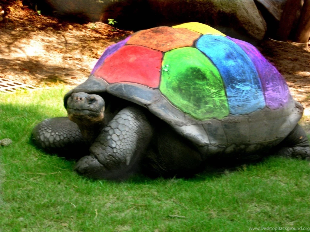 Sea Turtle Wallpapers HD