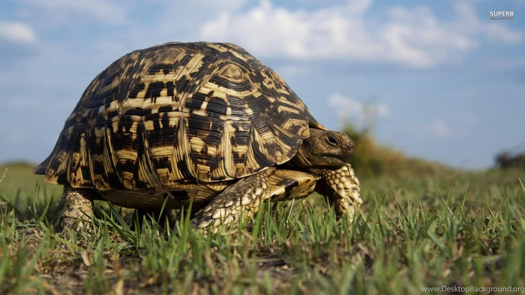 Turtle Wallpapers Animal Wallpapers