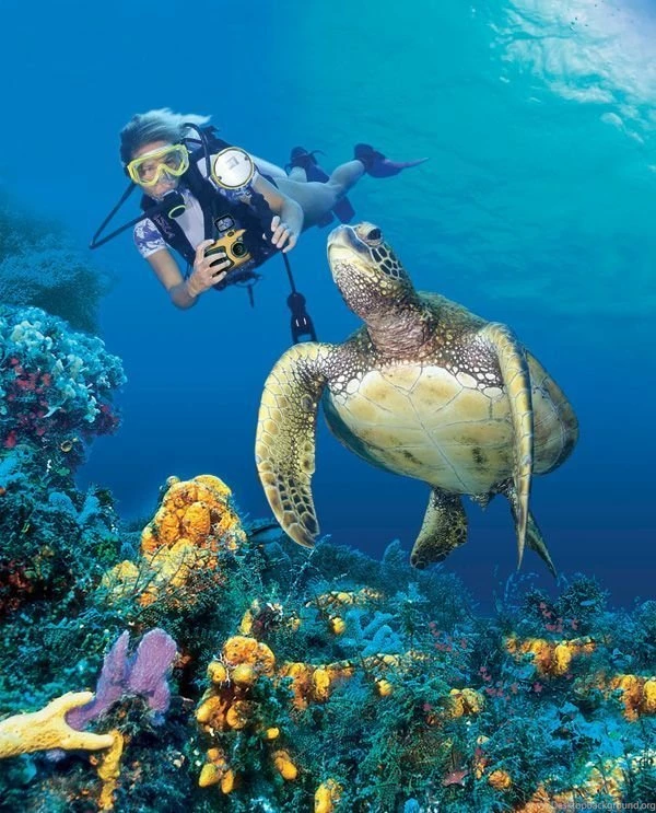 Beautiful Wallpapers: Turtle Hd Wallpapers