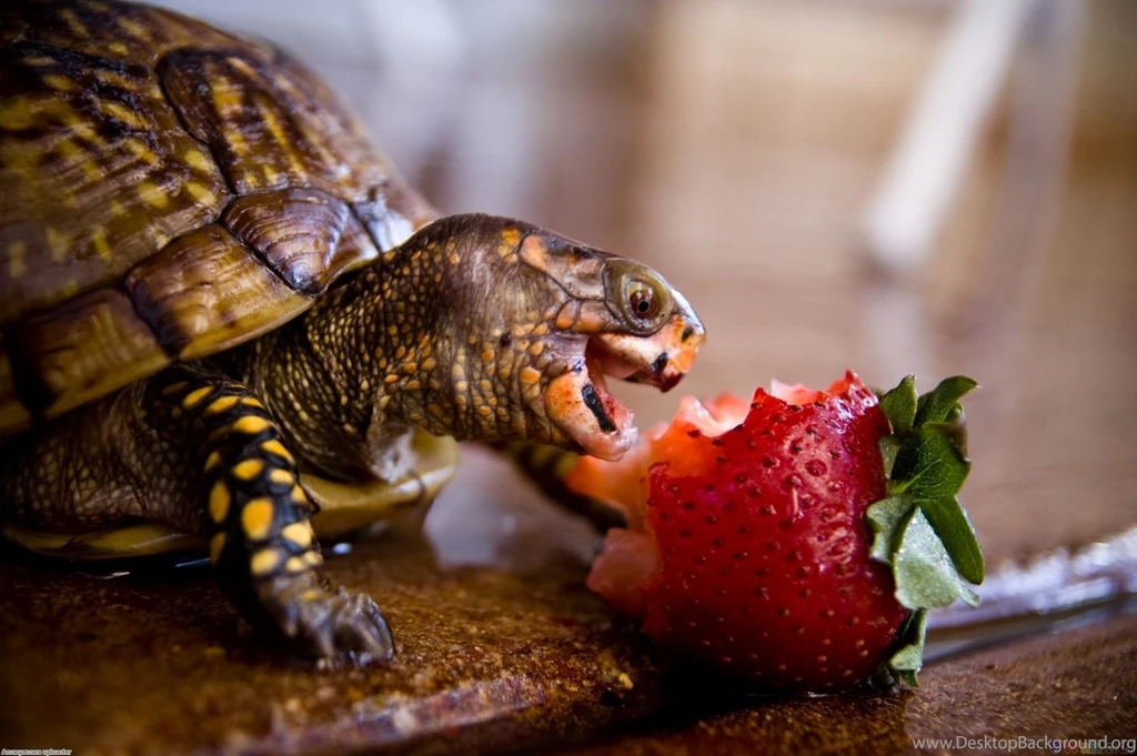 Turtle Wallpapers
