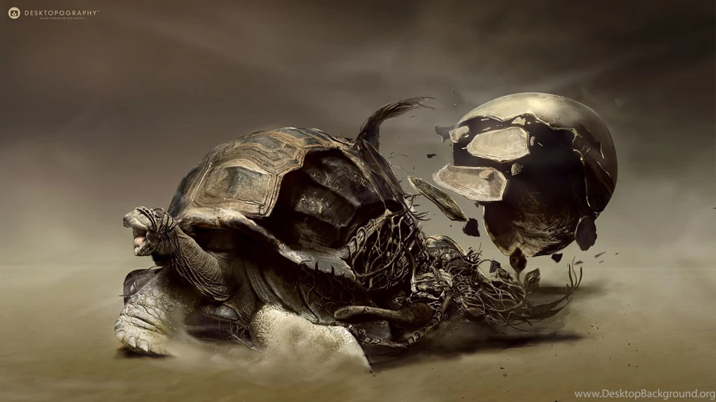 13 Turtle HD Wallpapers