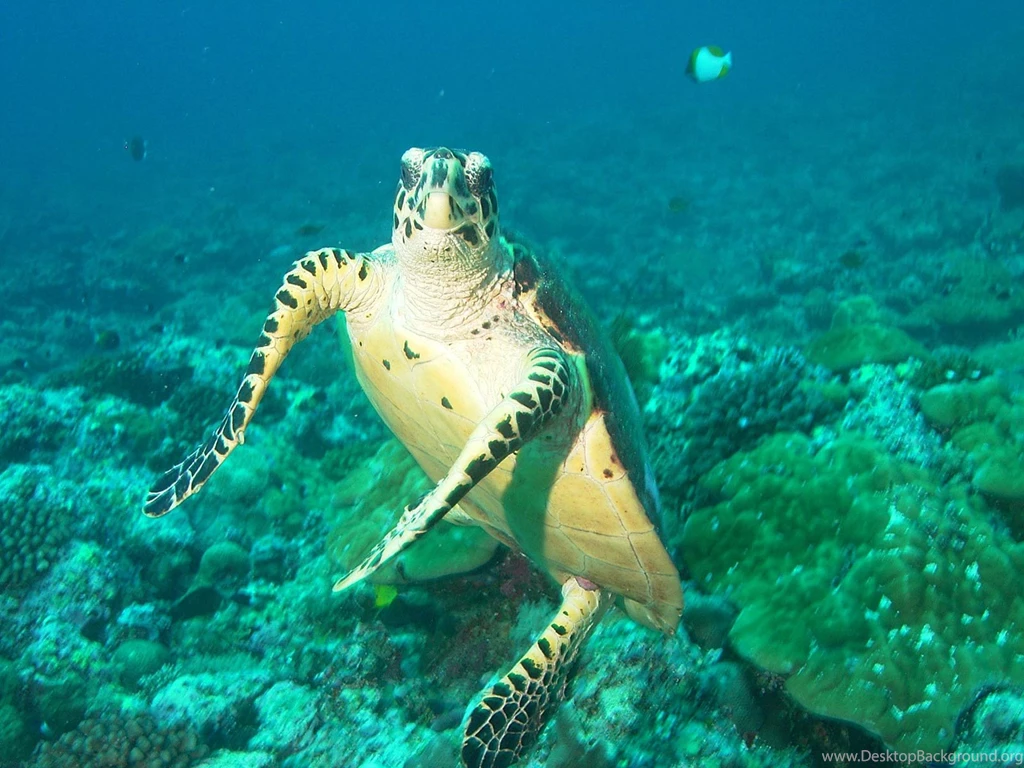 Sea Turtle Wallpapers Animals Town